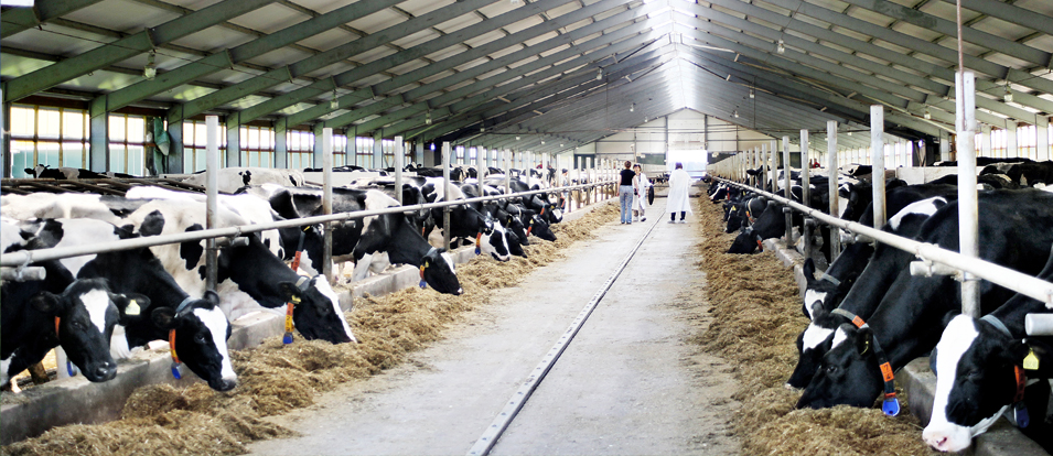 В Ульяновской области построят ферму на 1200 голов дойного стада