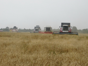 Новгородская область: старт уборки зерновых