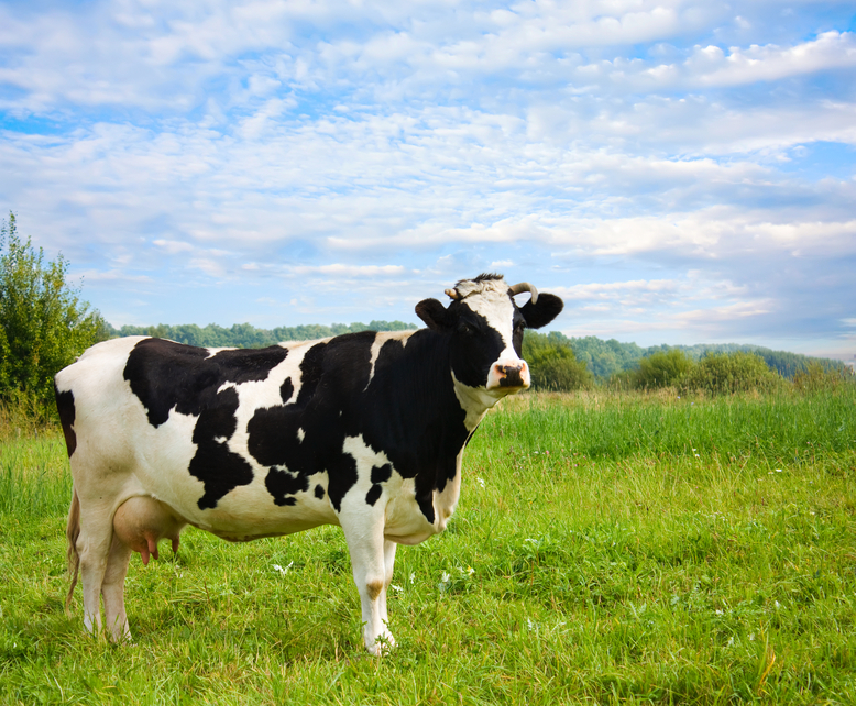 Для поголовья скота и птицы в ЛПХ предлагается ввести ограничения