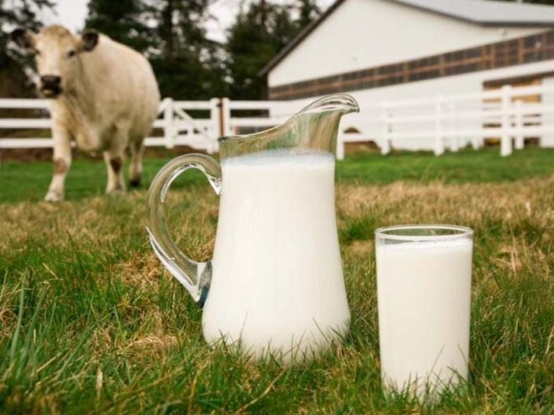 Власти Новгородской области привлекают инвесторов в молочную отрасль